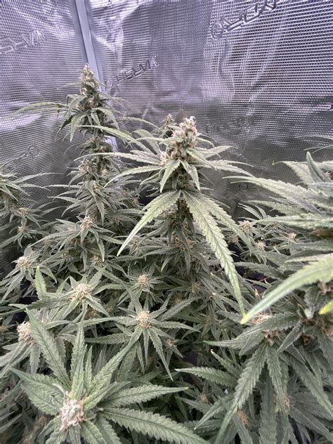 Jamaican Pearl Sensi Seeds Cannabis Strain Info