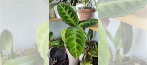 Калатея Варшевича купить в Калининграде | Товары для дома и дачи | Авито