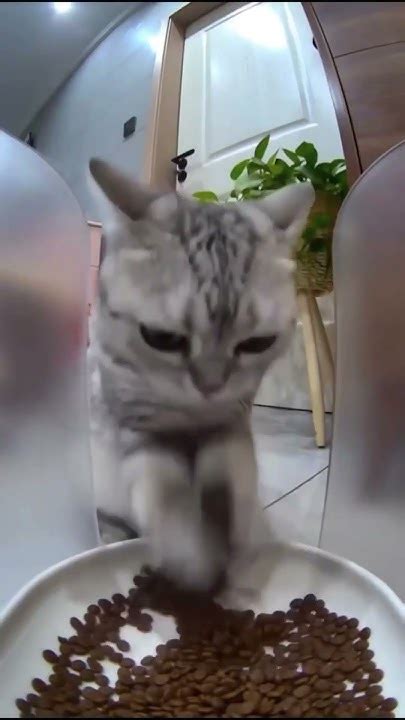 Что делает кот когда его не видят - YouTube