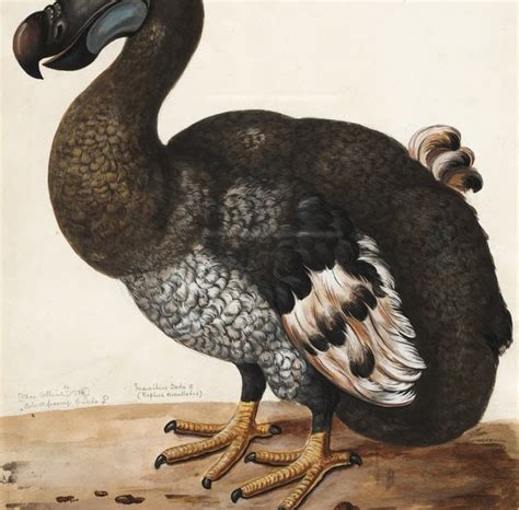 Go The Way Of The Dodo Nghĩa Là Gì