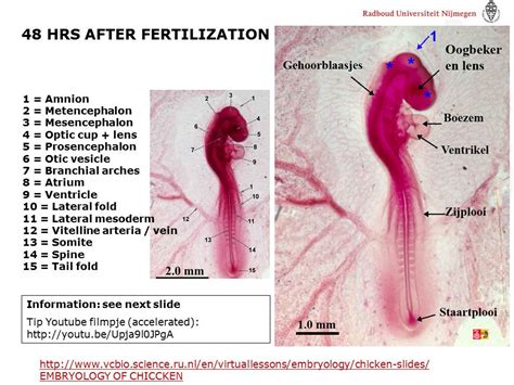 Chicken Embryo 48hr Whole Labeled Zo375 Flickr 46 OFF