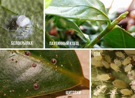 Паутинный клещ на комнатных растениях: фото, что делать