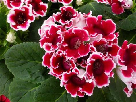 Глоксиния - уход и выращивание