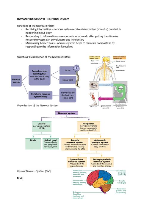 Human Physiology Ii Sem Human Physiology Ii Nervous System