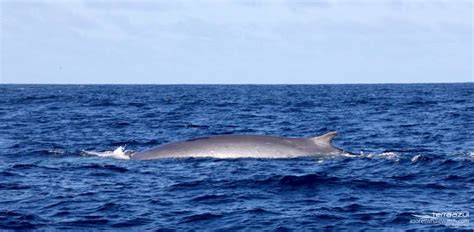 Flying Over Fin Whales Azores Whale Watching Terra Azul™