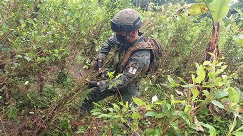 Descubren 20 000 Plantas De Hojas De Coca En Zona Fronteriza De