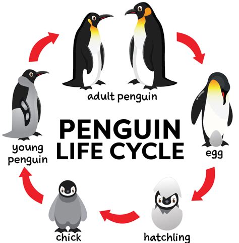 Life Cycle Of A Penguin For Kids