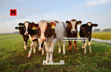 Sapne Mein Gay Aur Bail Dekhna जनग सवपन शसतर क अनसर सपन म गय और बल क दखन