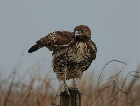 Beautiful Birds of Prey | Beautiful birds, Birds of prey, Prey