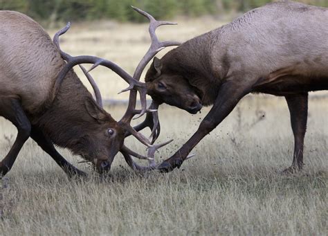 Watch: Smaller Bull Elk Overpowers Massive 7x7 Rival