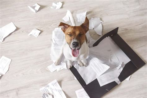 The Dog Ate My Homework What To Know When Your Pet Ate Something