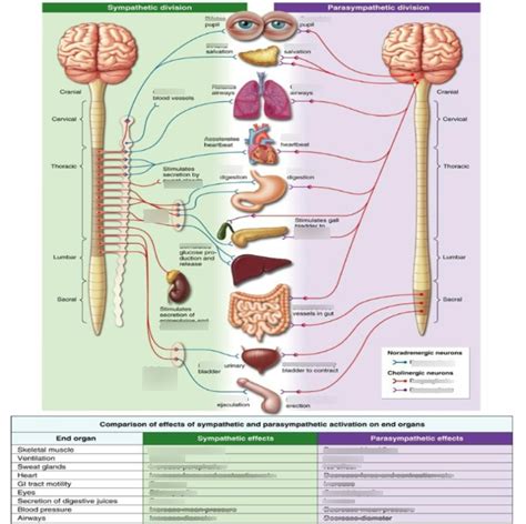 Sympathetic Vs Parasympathetic Diagram Quizlet