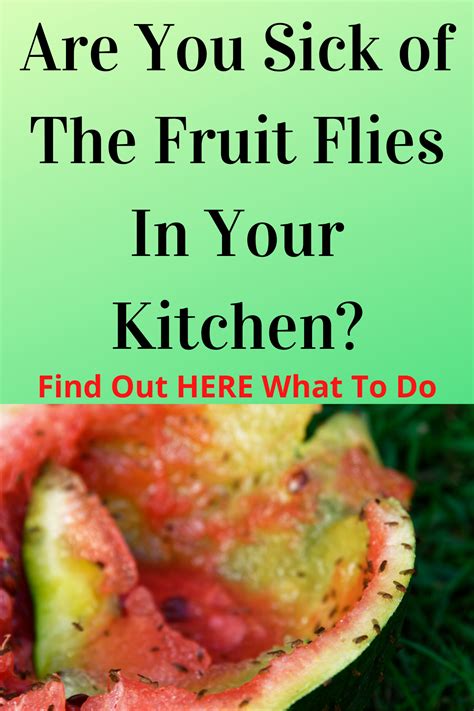 how to rid of fruit flies in kitchen 10