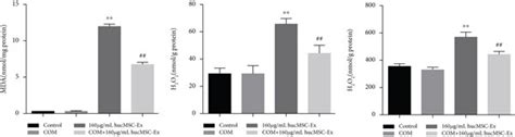 HUC MSC Exosomes Restore The Viability And Prevent Oxidative Injury Of