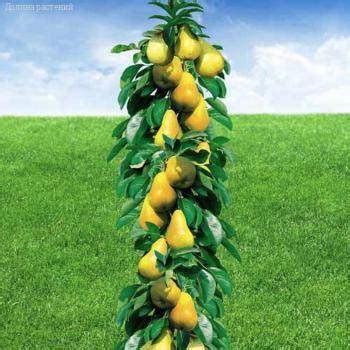 Груша Медовая купить в интернет магазине в Минске с доставкой по ...