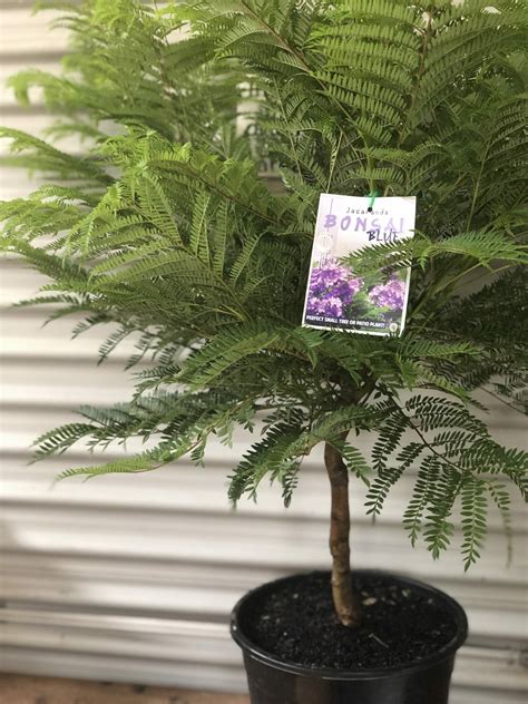 Jacaranda Bonsai Blue Pbr 16 Pot Hello Hello Plants