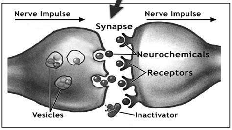 How Watching Porn Makes You More Shy And Less Alpha Scientific Link