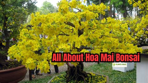 Hoa Mai Bonsai [Everything You Need To Know]