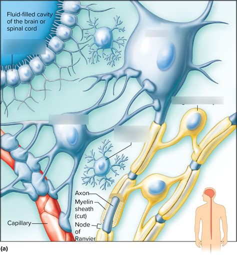 Aandp Neuroglia Diagram Quizlet