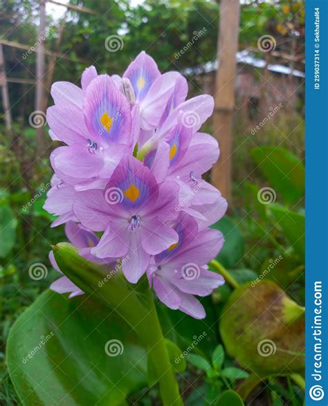 Water Hyacinth In Natural Water Sources Selective Focus Purple Water