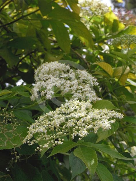 Sambucus Canadensis Aurea Golden American Elderberry Information And Photos