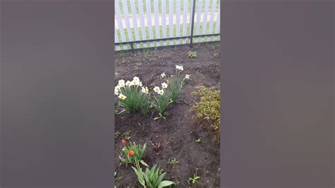 сад после дождя - YouTube