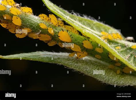 yellow aphids inhabit wild plants  north china stock photo alamy