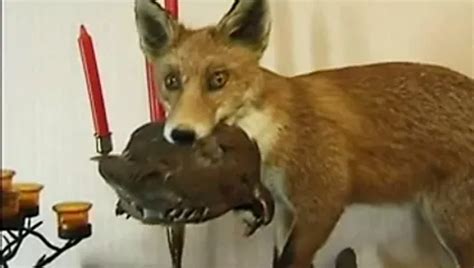 Geile Franz Sische Milf Genie T Einen Wirklich Harten Arschfick Xhamster