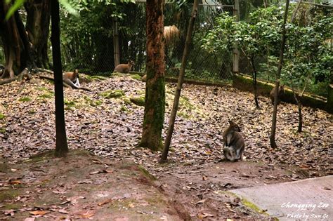 Wallaby Exhibit Zoochat