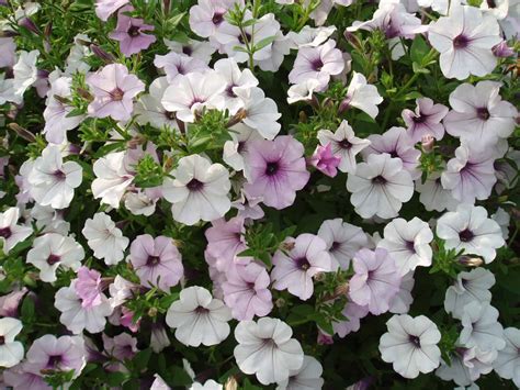 Petunia Tidal Wave® Silver | All-America Selections