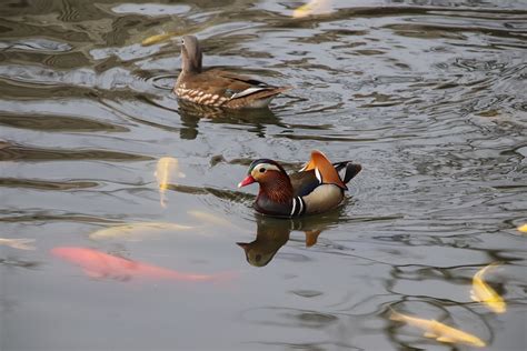 Pássaros Patos Mandarim Foto gratuita no Pixabay