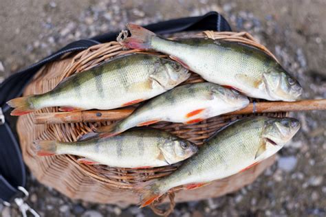 Is Perch Fish Good to Eat? What’s the Best Way to Cook It ...