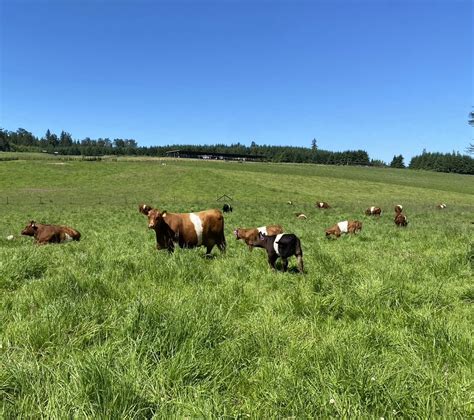 Our Livestock Carnation Farms