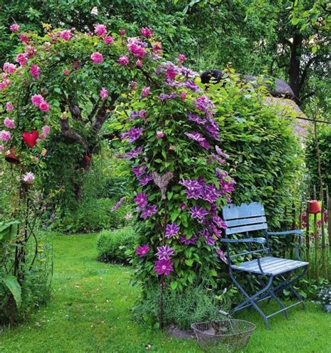 Декоративные лианы для дачи и сада (200 фото): инструкция по посадке и ...