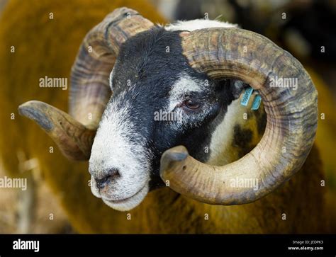 Scottish Blackface Ram Fotos Und Bildmaterial In Hoher Aufl Sung Alamy