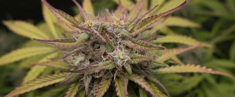 Best Weed Strains For Sex Elevate Your Intimate Encounters
