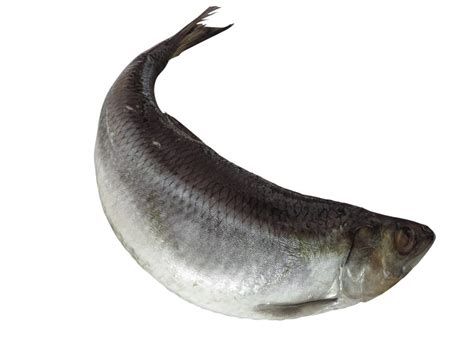 Сельдь слабосоленая БЖУ и калорийность на 100 грамм