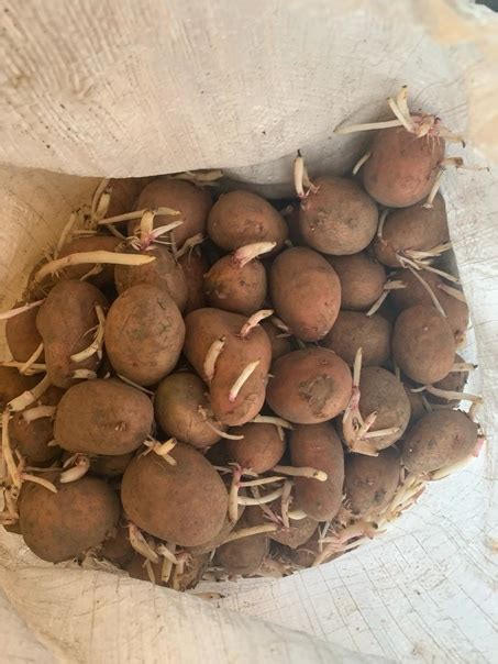 Продам картофель для посадки. Всегда урожай , внутри картошка желтая ...