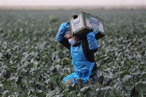 Undocumented farmworkers push Congress for protections amid historic