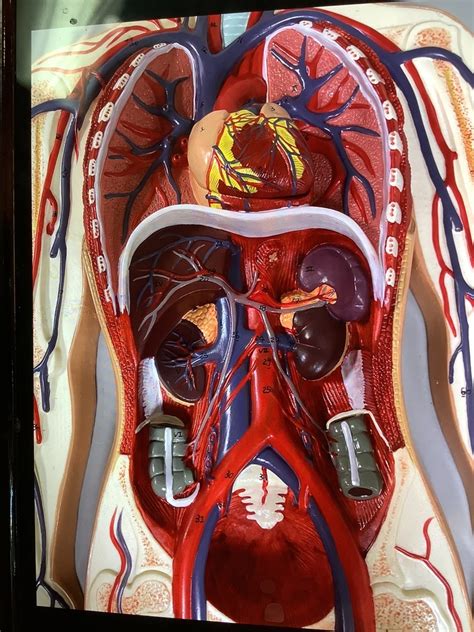 Ap2 Lab Ch 18 Model Thoraxabdomen Diagram Quizlet