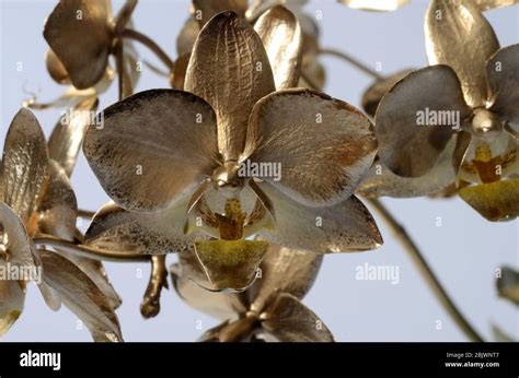 Gold orchid hi-res stock photography and images - Alamy