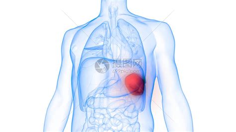 人体内脏脾解剖学3D高清图片下载 正版图片507502620 摄图网