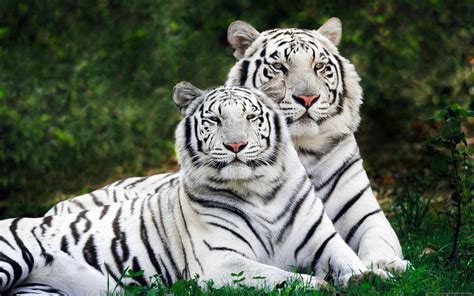 The White Fur Of A Bengal White Tiger Is A Very Rare Genetic Mutation