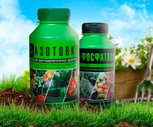 Азотовит и фосфатовит - инструкция по применению, состав и отзывы