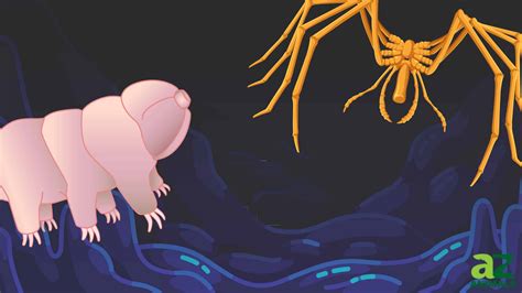 deep sea creatures discover  rarest scariest animals beneath