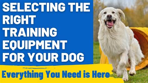 Selecting Dog Agility Training Equipment: Your Guide to Get Started - HoundGames