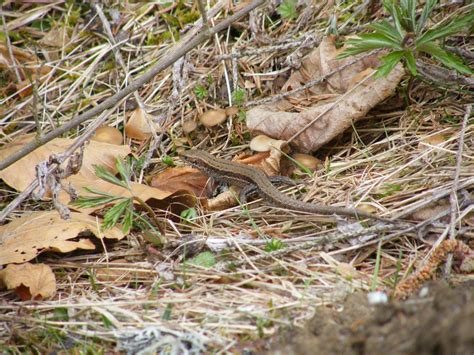 Fauna Masivului Ceahlău