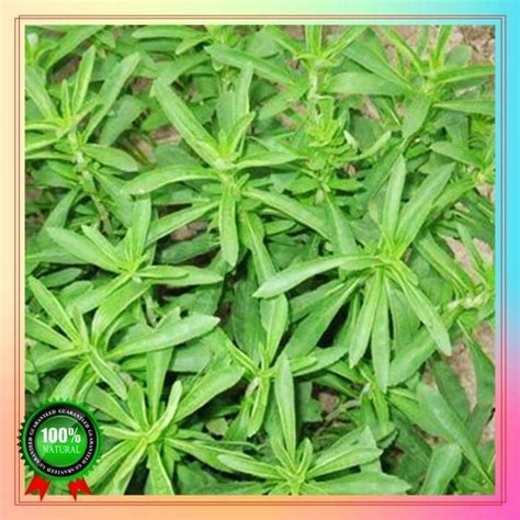 Fast Germination 100 Seeds Sweet Leaf Stevia Seeds Bonsai Seeds For