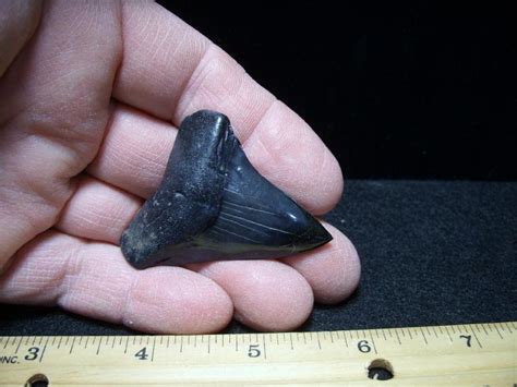 Fossilized Shark Tooth (031219j) - The Stones & Bones Collection