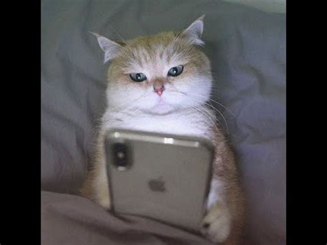 SMACZNEGO POMIDORKA | MajesticRP pl1 - YouTube